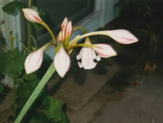 Figure 34