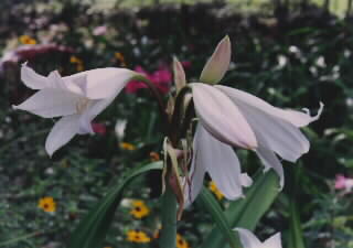 Hybrid 5