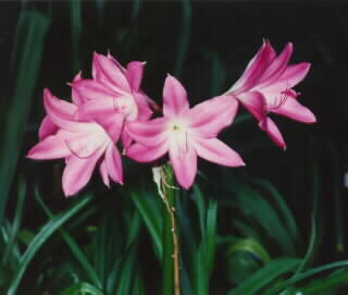 Hybrid 10